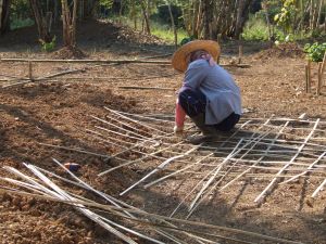 Preparing the bamboo trellis.