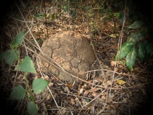 A termite mound at the bottom of the garden, about 50 cm high.