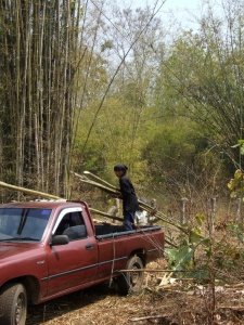 Loading the bamboo onto my trusty truck.